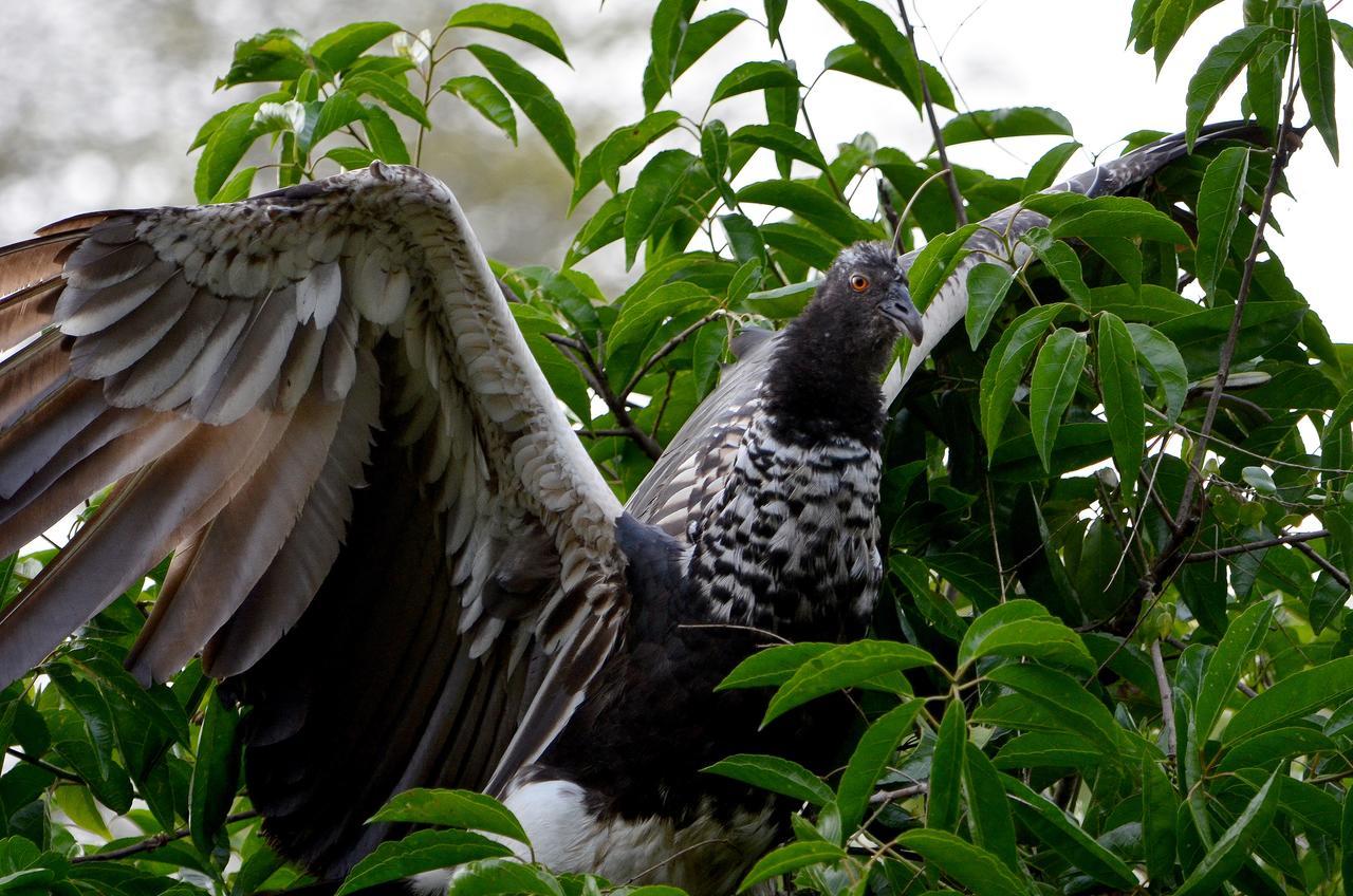 Yaku Amazon Lodge & Expeditions Paraiso Luaran gambar