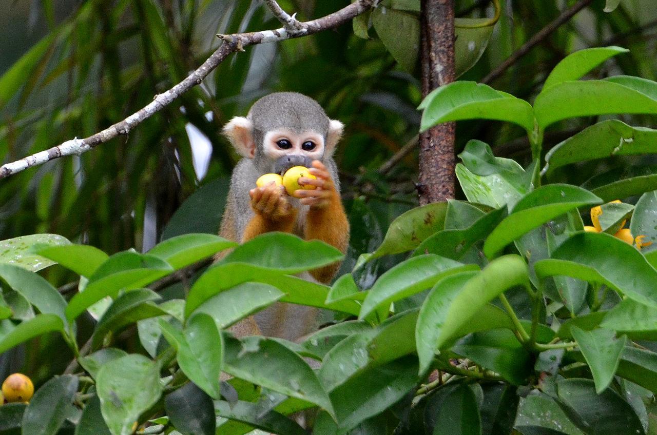 Yaku Amazon Lodge & Expeditions Paraiso Luaran gambar