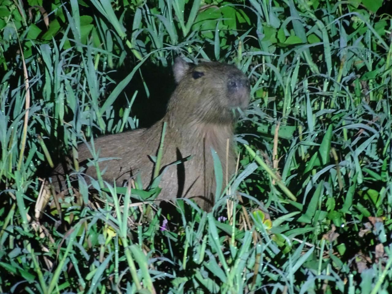 Yaku Amazon Lodge & Expeditions Paraiso Luaran gambar